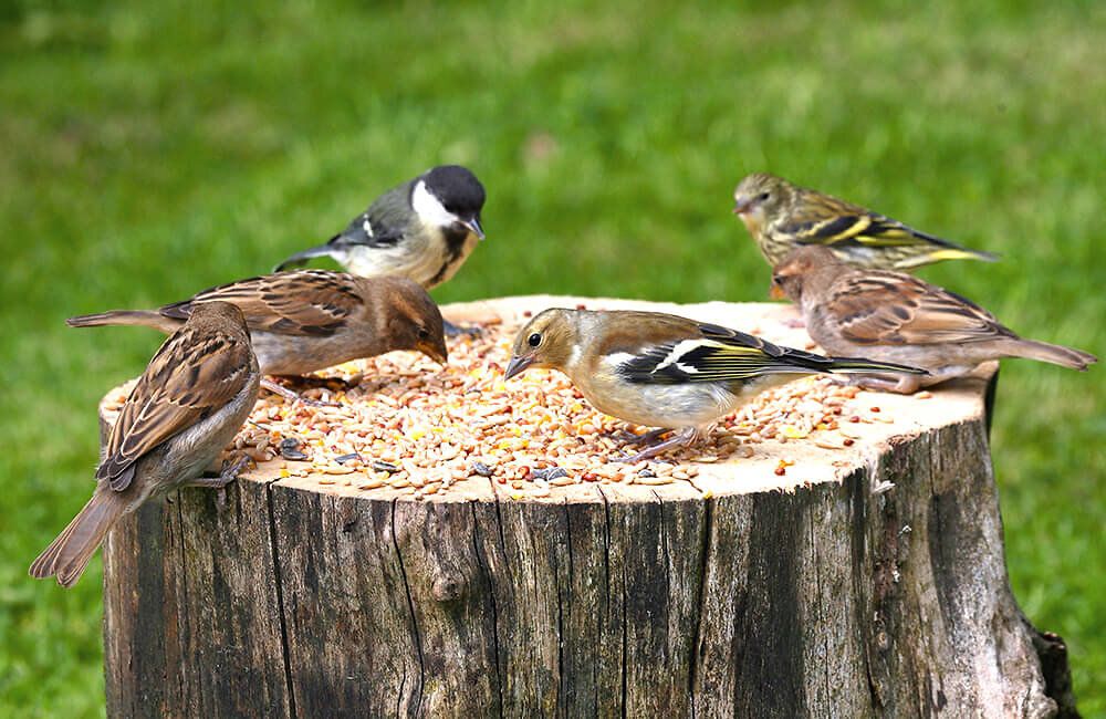 voegel_essen_saaten