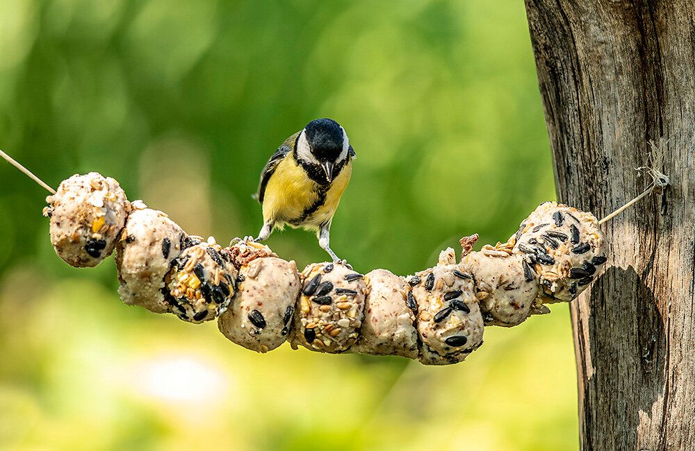 Kohlmeise_begutachtet_selbstgemachtes_fettfutter