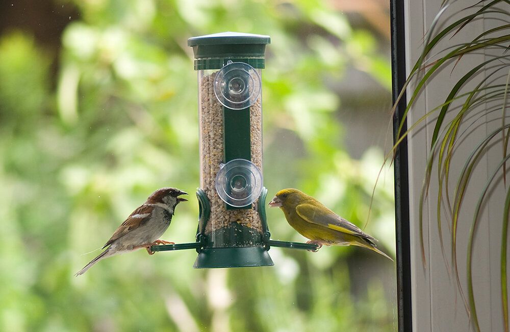 spatz_gruenfink_fenstervogelhaus_1