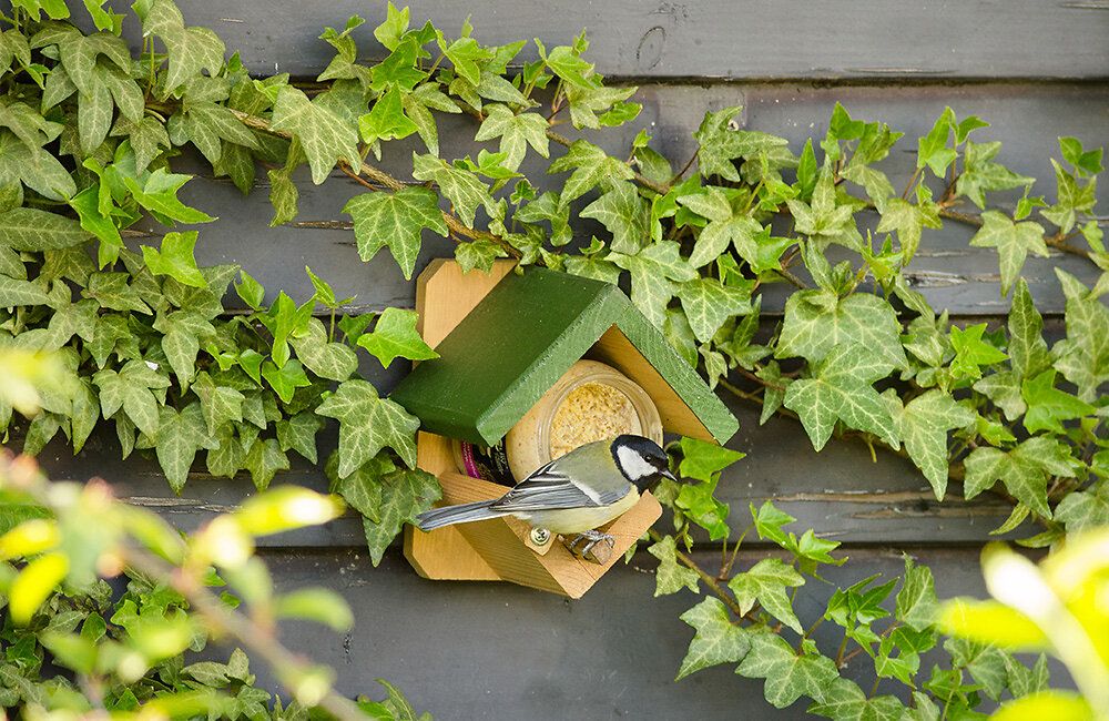 erdnussbutterhalter_in_efeu