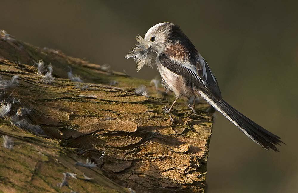 schwanzmeise_sammelt_nistmaterial