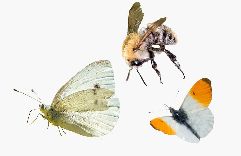 verschiedene_insekten_2_nabu