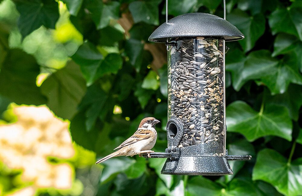 spatz_frisst_saatenmischung_aus_futtersilo