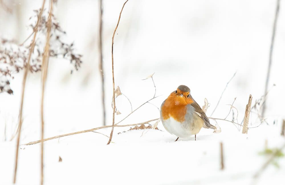 rotkehlchen_im_schnee