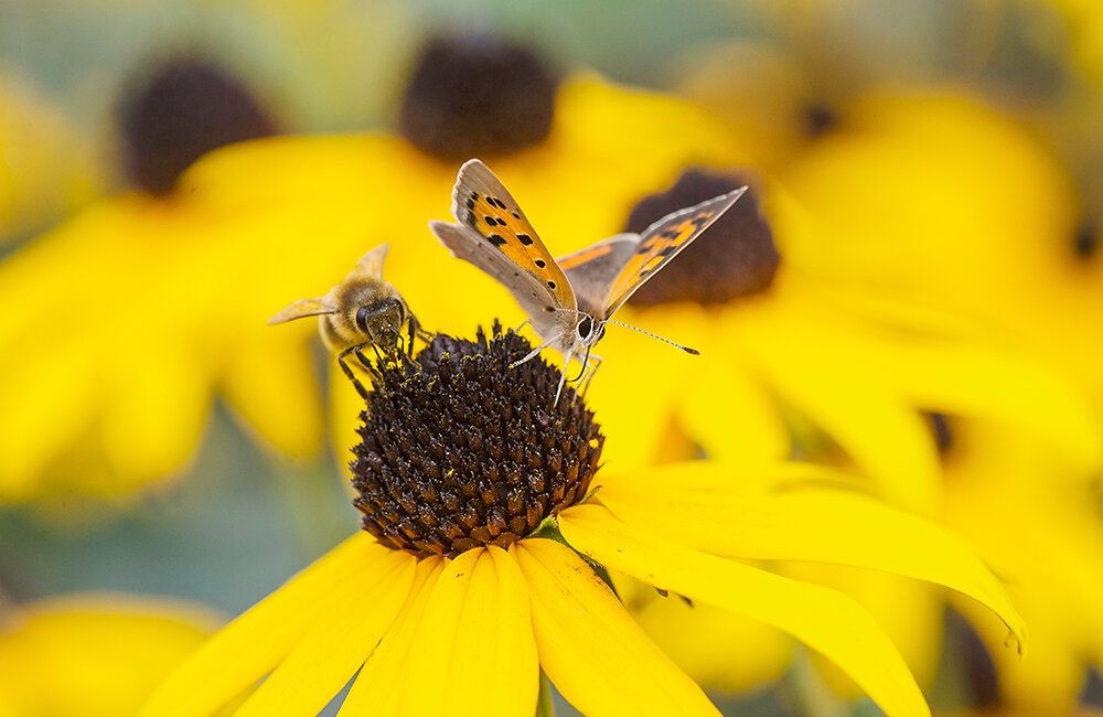 tagfalter_auf_rudbeckia_fulgida