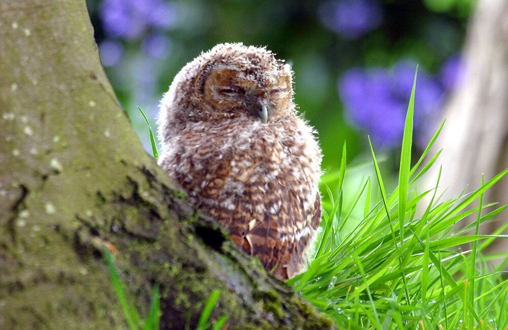 Baby_eule