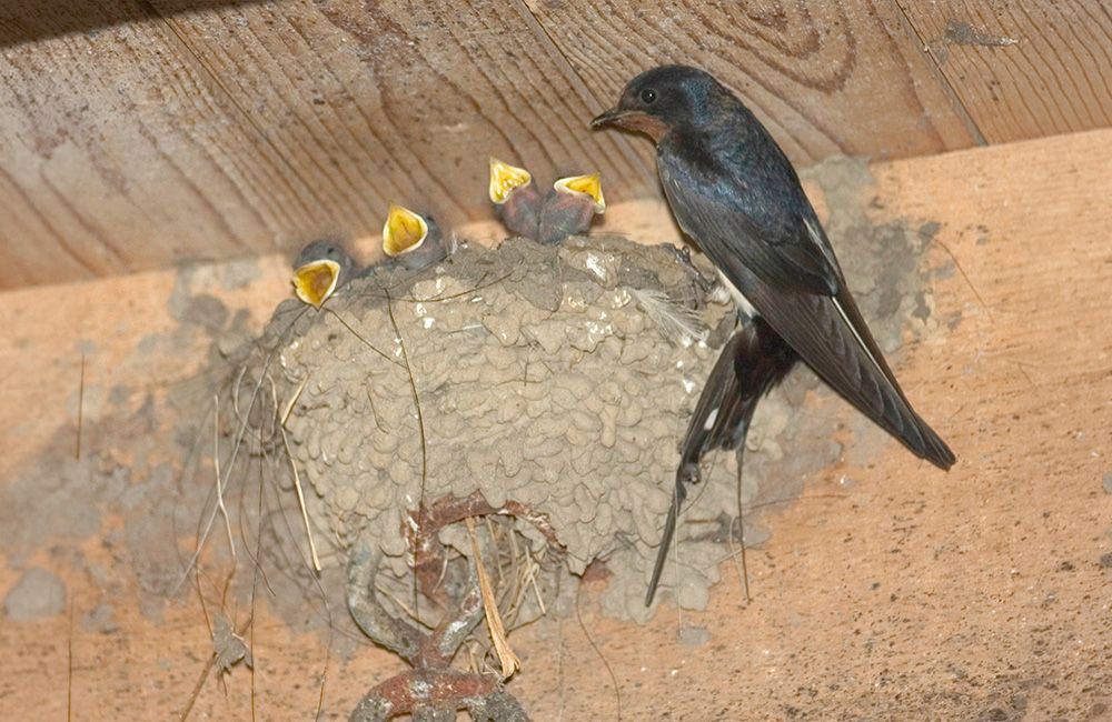 rauchschwalben_nest