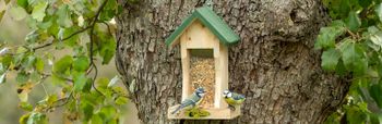 Vogelhaus im Garten: Futterplätze und Nistkästen für heimische Vögel