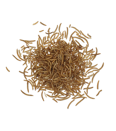 mehlwuermer_nabu-shop