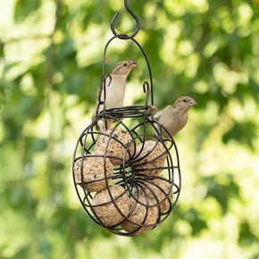 Meisenknödelkranz Hessen, schwarz