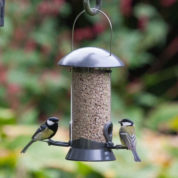 Starter-Set mit Saaten-Futtersäule Maximum und passendem Futter