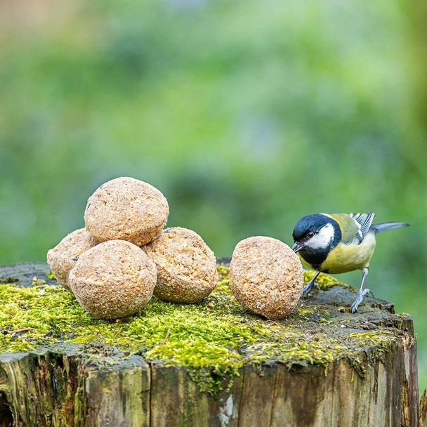 Meisenknödel mit Insektenfett, 6 Stück