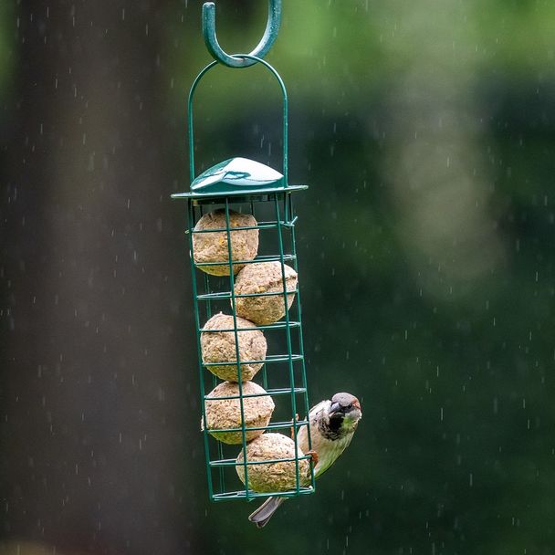 Starter-Set mit 6 Insektenfett-Meisenknödeln und Halter