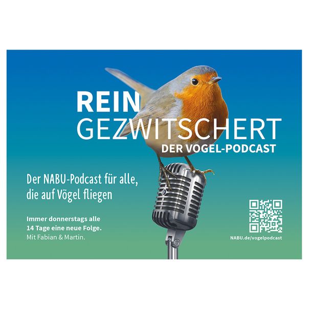 Postkarte Reingezwitschert