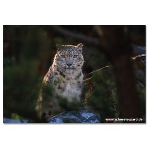 Postkarte „Schneeleopard im Grünen“