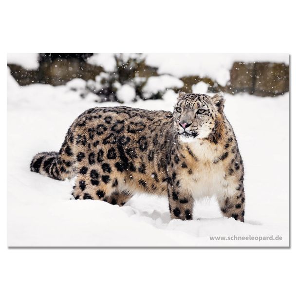 Postkarte „Schneeleopard im Schnee“
