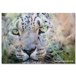 Postkarte „Blickkontakt mit Schneeleo"