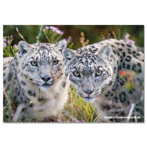 Postkarte „Zwei Schneeleoparden“