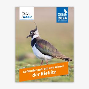 Leporello Kiebitz - Vogel des Jahres 2024 (Digital)