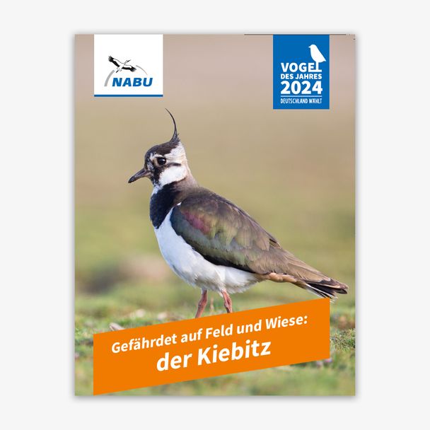 Leporello Kiebitz - Vogel des Jahres 2024