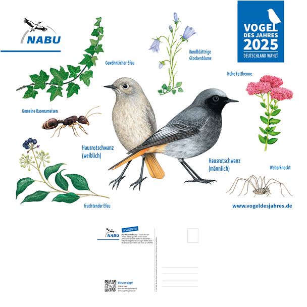 Aufkleber-Postkarte - Vogel des Jahres 2025 – Der Hausrotschwanz