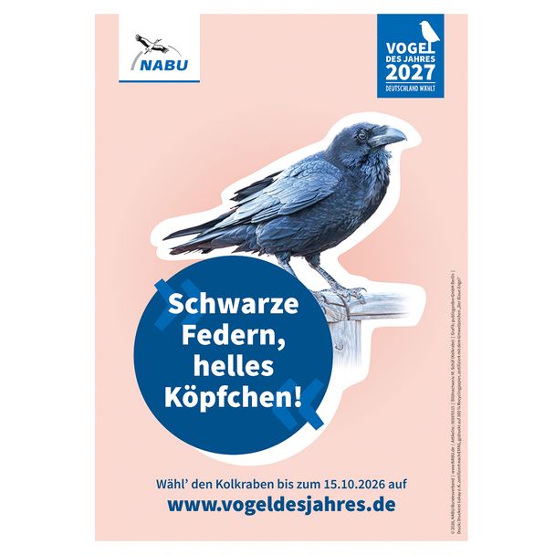 Plakat A3 Kolkrabe - Vogel des Jahres 2027