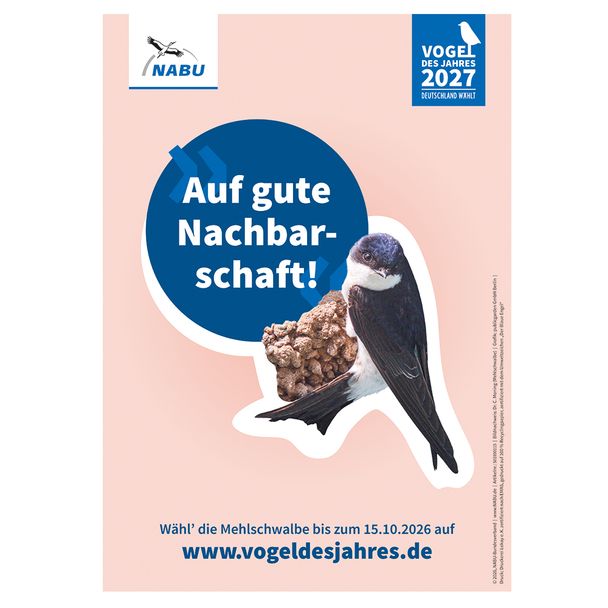 Plakat A3 Mehlschwalbe - Vogel des Jahres 2027