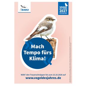 Plakat A3 Trauerschnäpper - Vogel des Jahres 2027
