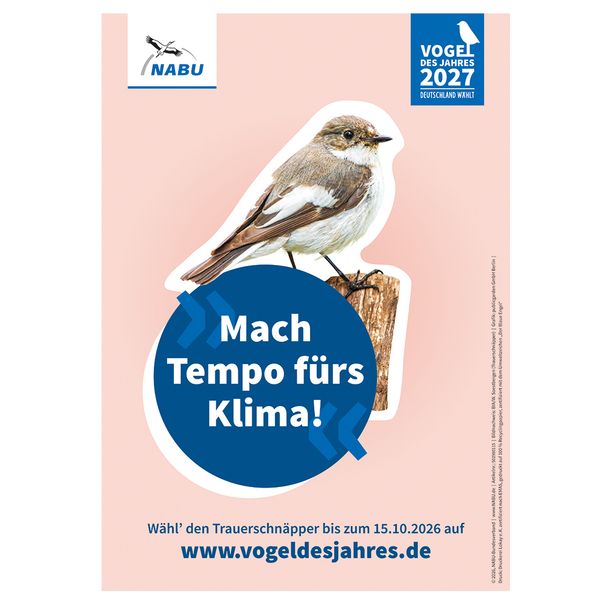 Plakat A3 Trauerschnäpper - Vogel des Jahres 2027