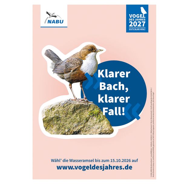 Plakat A3 Wasseramsel - Vogel des Jahres 2027