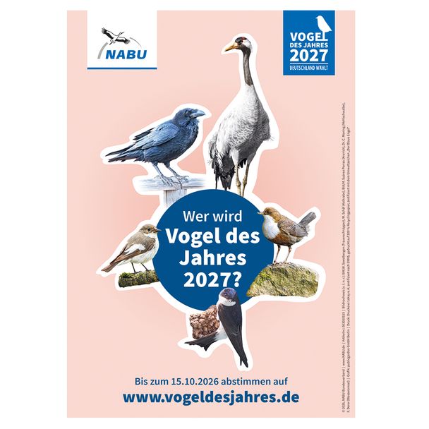 Plakat A4 Wahl - Vogel des Jahres 2027