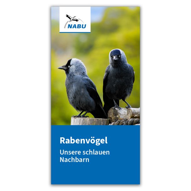 Rabenvögel - Unsere schlauen Nachbarn