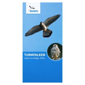 Turmfalken