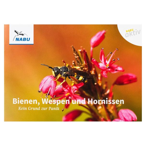 NABU aktiv: Bienen, Wespen und Hornissen – Kein Grund zur Panik