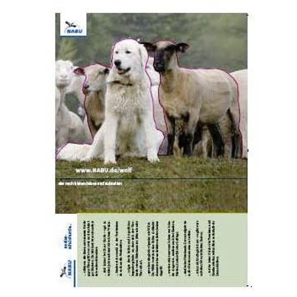 Tischaufsteller Herdenschutzhund