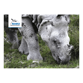 Artensteckbrief - Panzernashorn