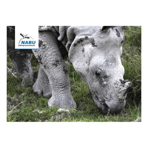 Artensteckbrief - Panzernashorn