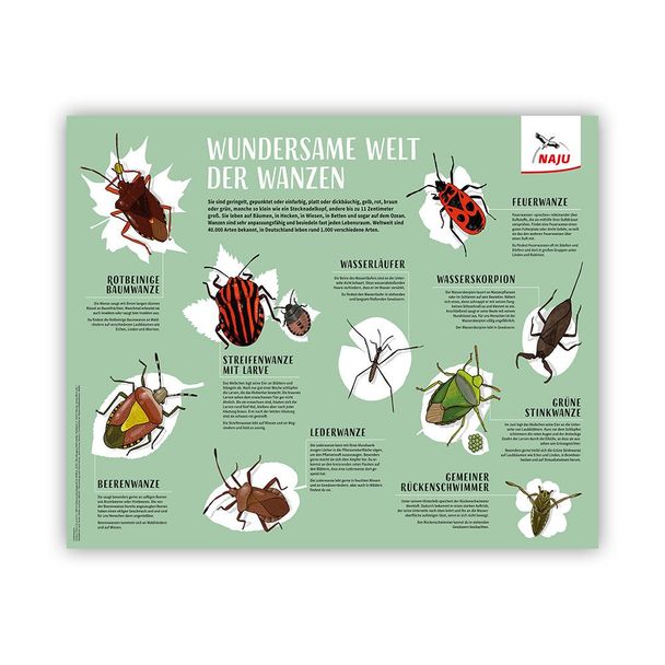 Wundersame Welt der Wanzen: Poster (Digital)