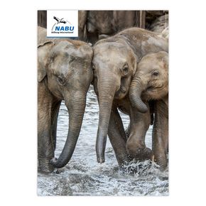 Artensteckbrief - Asiatischer Elefant