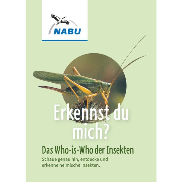 Leporello Insekten - Das Who-is-Who des Insektensommers