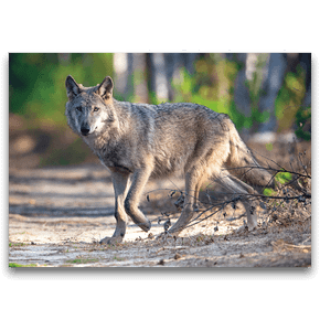 Postcard wolf crosses forest path