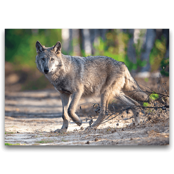 Postcard wolf crosses forest path