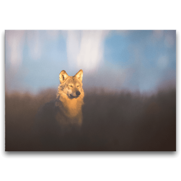 Postcard Wolf in the Evening Sun