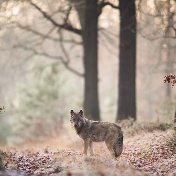 Wolf auf einer Lichtung - Postkarte