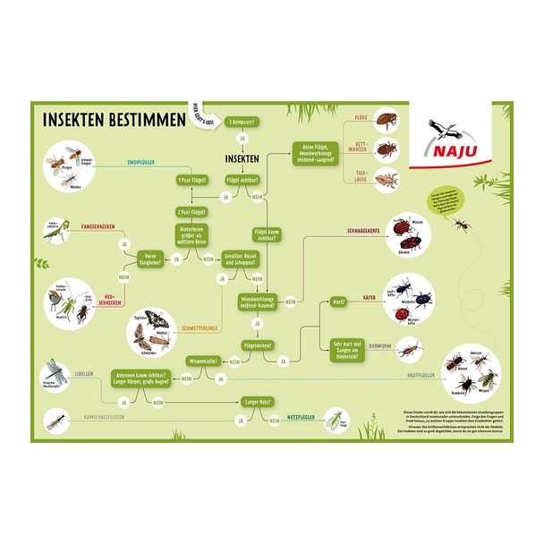 Insektenbestimmungsposter