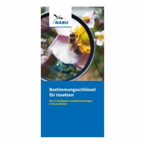 Broschüre "Bestimmungsschlüssel für Insekten"