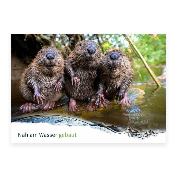 Postkarte Havel-Renaturierung Biber