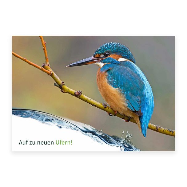 Postkarte Havel-Renaturierung Eisvogel