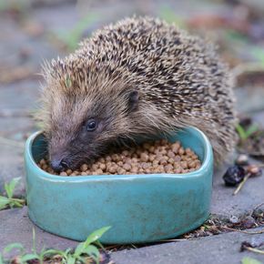 Igel-Futterschale „Vierno“