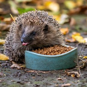 Igel-Futterschale „Vierno“